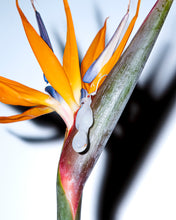 Load image into Gallery viewer, Pâme drops