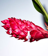 Load image into Gallery viewer, Pâme drops